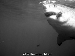 Massive female great white takes the bait at Isla Guadalupe. by William Buchheit 